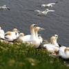 HEINEANUM - Vogelinsel Helgoland