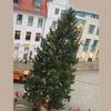 Weihnachtsbaum wird aufgestellt