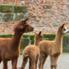 Tierisch lecker – Frühstück im Tiergarten