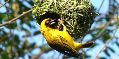 Maskenweber präsentiert sein selbstgebautes Nest. (Foto: Bernd Nicolai)