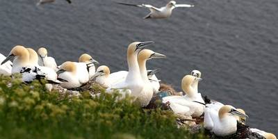 Die Basstölpel haben sich erst in den letzten 20 Jahren angesiedelt (erste Brut auf Helgoland 1991). Foto :F. Weihe