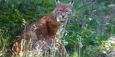 Luchs im Harz,  allerdings im Gehege