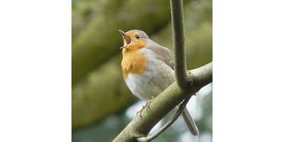 Singendes Rotkehlchen, Foto (B. Nicolai)